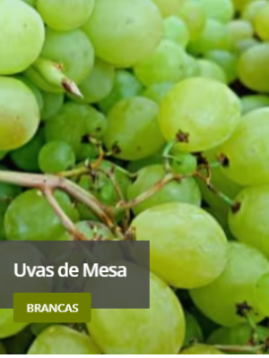 Videiras Isa
